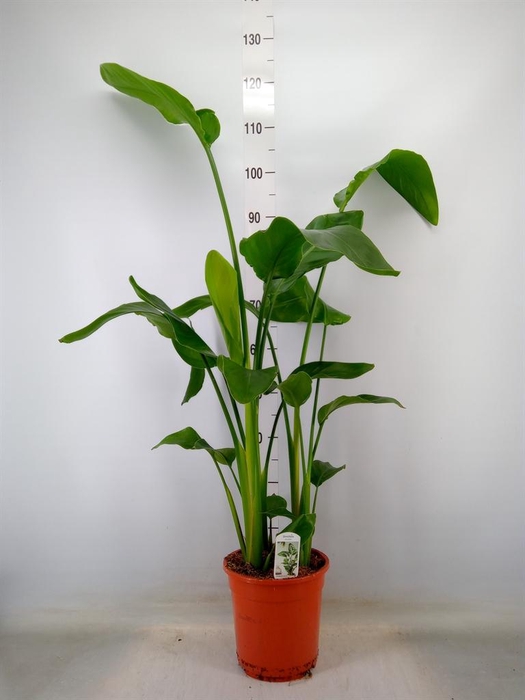 <h4>Strelitzia nicolai</h4>