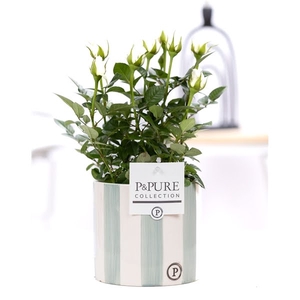 Rosa white in P&PURE Eline2 ceramics green