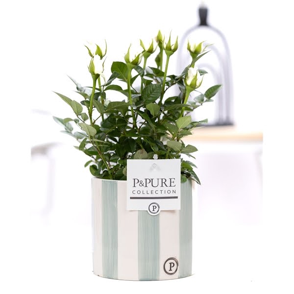 <h4>Rosa white in P&PURE Eline2 ceramics green</h4>