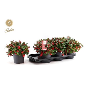 GAULTHERIA BIG BERRY P15