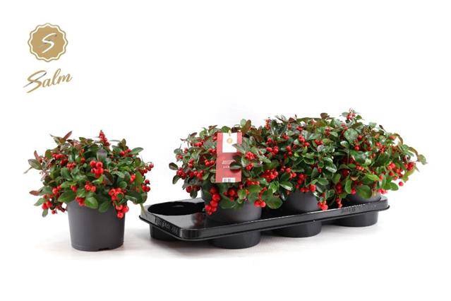 <h4>GAULTHERIA BIG BERRY P15</h4>