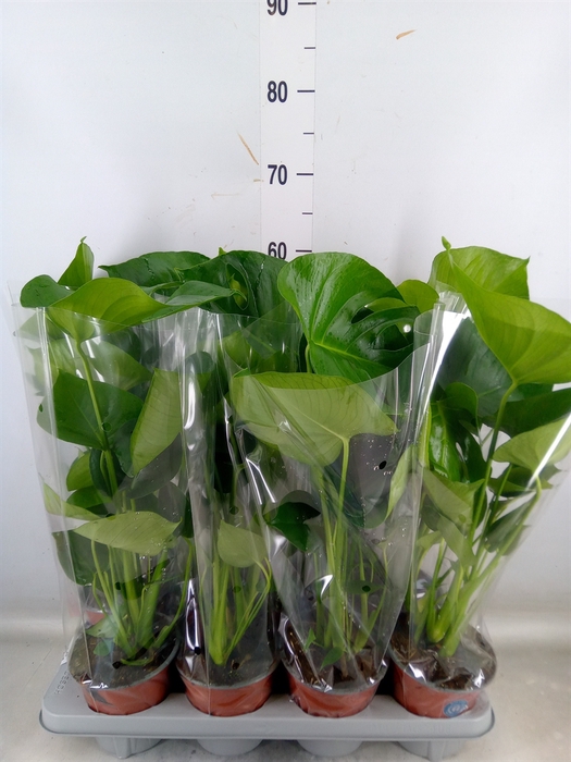 <h4>Monstera delic.</h4>