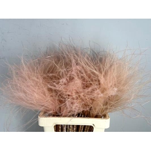 Df Stypha 60cm Bs Light Pink