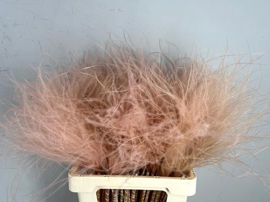 Df Stypha 60cm Bs Light Pink