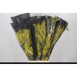 ACACIA BAILEYA BL BS