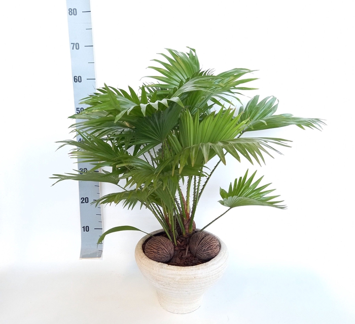 <h4>LIVISTONA ROTUNDIFOL</h4>