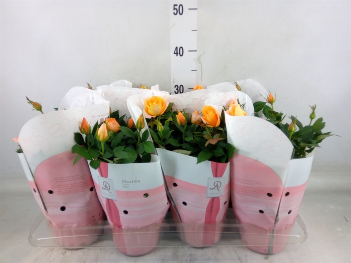 <h4>Rosa  'Maracuja Kordana Grande'</h4>