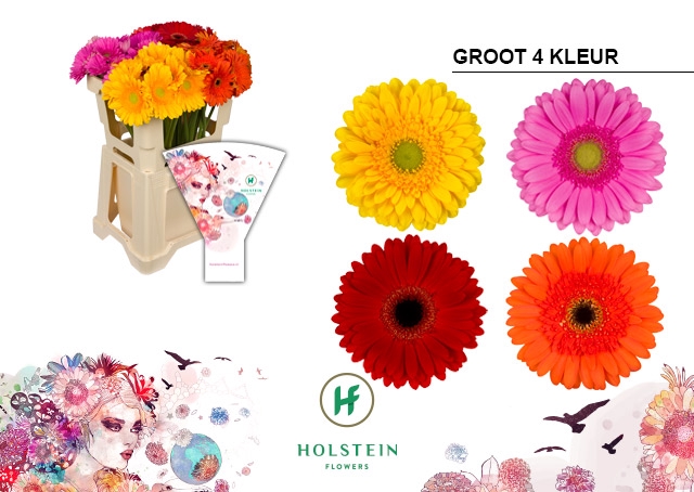 <h4>GE GR Gerbera 4 Kleur emmer hoes x40</h4>