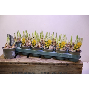 arr8 Narcis Rip V Winkle