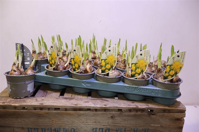 <h4>arr8 Narcis Rip V Winkle</h4>