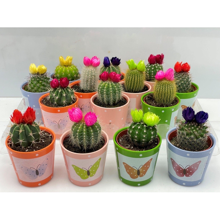 <h4>CACTUS VERSIERD</h4>
