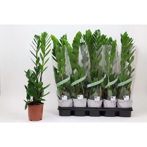 ZAMIO ZAMIIFOLIA