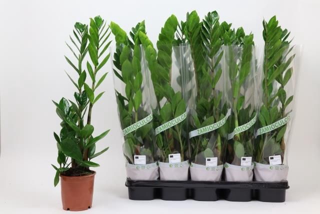 <h4>ZAMIO ZAMIIFOLIA</h4>