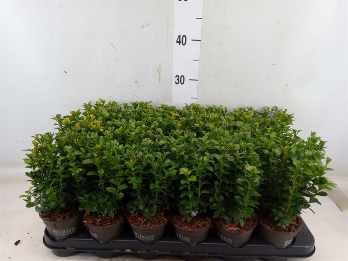 <h4>Buxus semp.   ...</h4>