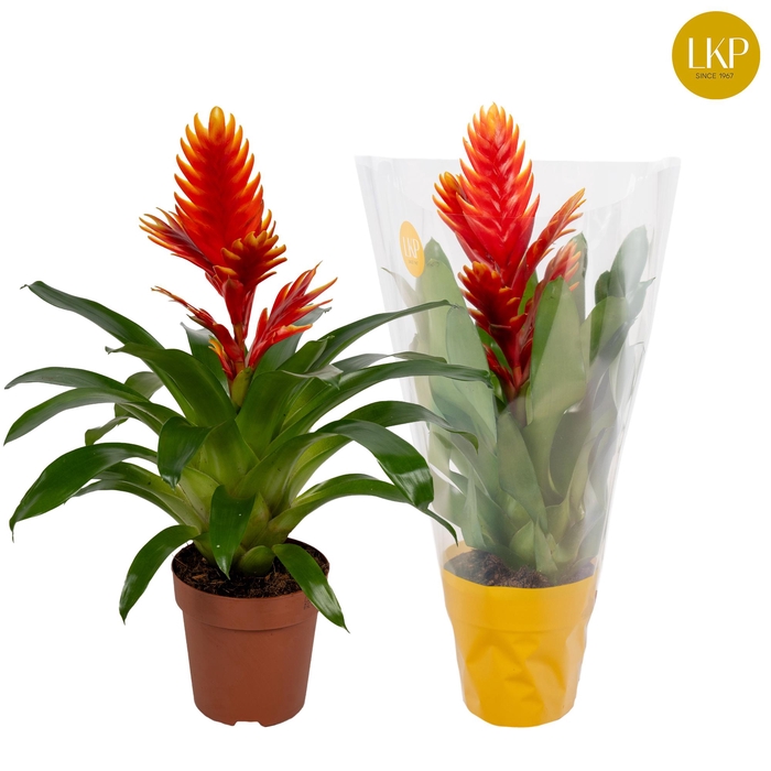 <h4>Vriesea Int Peach Oranje (Met Hoes)</h4>