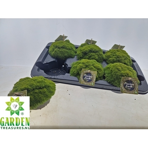 VASTE PLANTEN OV