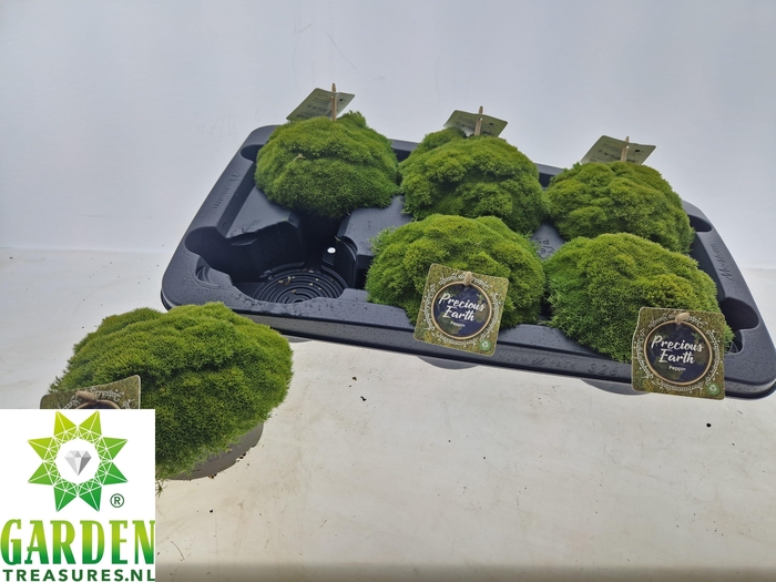 <h4>VASTE PLANTEN OV</h4>