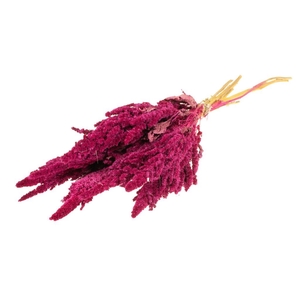 Amaranthus SB cerise