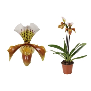 Paphiopedilum p12 USA hybride 2bl in knop