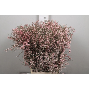 Genista Pink (400gr) Xxl