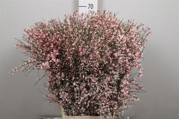 <h4>Genista Pink (400gr) Xxl</h4>