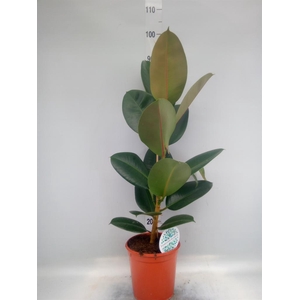 Ficus elastica 'Robusta'