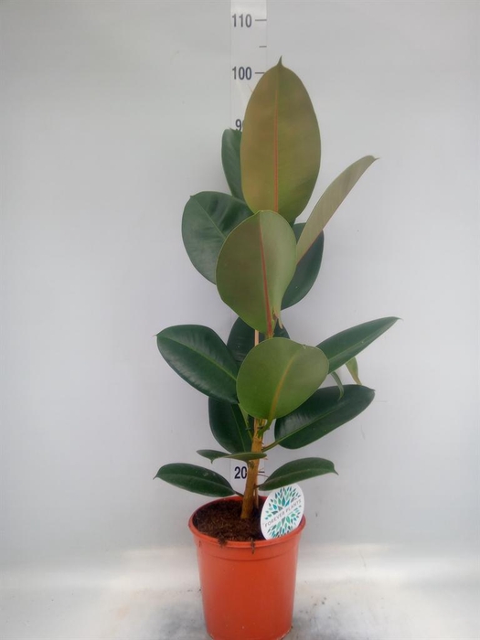 <h4>Ficus elastica 'Robusta'</h4>
