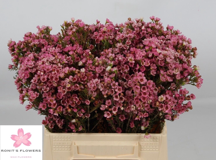 <h4>CHAME SARAHS DELIGHT</h4>