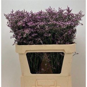 Limon Safora Lilac