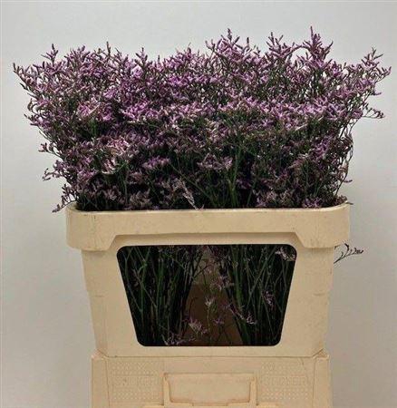 <h4>Limon Safora Lilac</h4>