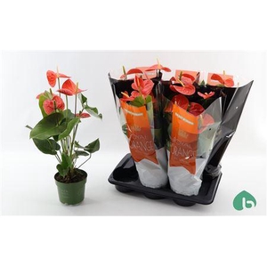 Anthu An Nebraska 5-6 Bloemen+
