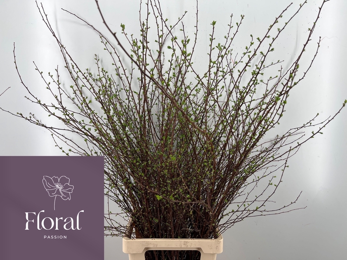 <h4>SPIR NIP SNOWMOUND</h4>