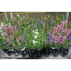 ANGELONIA P14 VARIADO