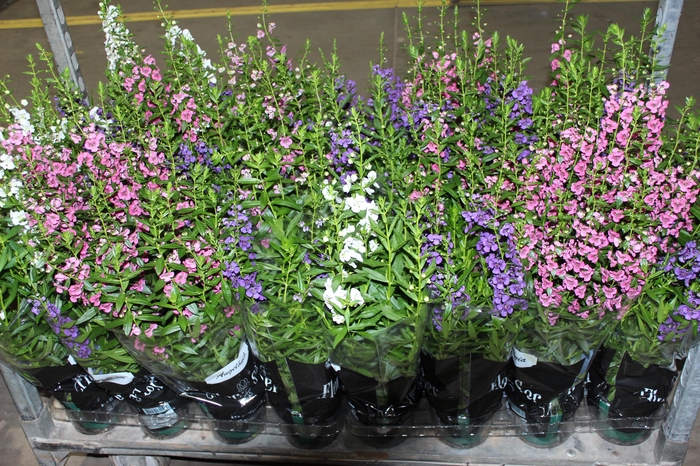 <h4>ANGELONIA P14 VARIADO</h4>