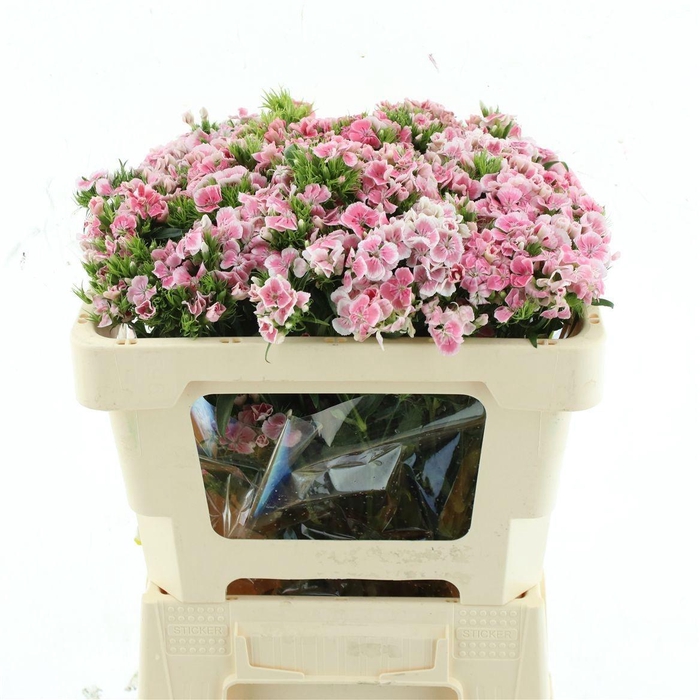 <h4>DI BARB KW PK BALLET</h4>