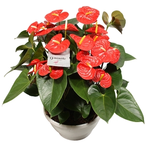 Anthurium Xl.9 Jambo Red 30cm