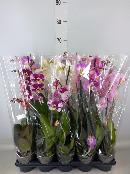 <h4>Phalaenopsis   ...mix</h4>