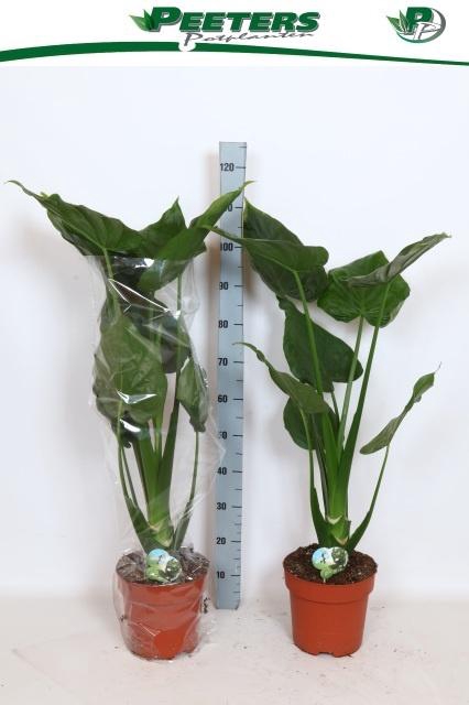 <h4>ALOC CUCULLATA</h4>
