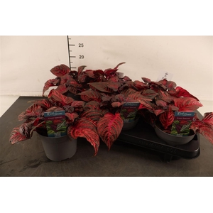 Iresine Redstar 13 Cm. Pot