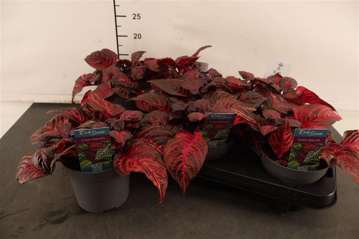 <h4>Iresine Redstar 13 Cm. Pot</h4>