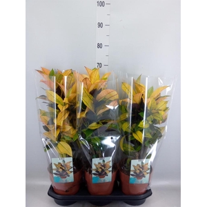 Codiaeum var. KL 'Mrs Iceton'