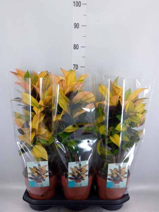 <h4>Codiaeum var. KL 'Mrs Iceton'</h4>