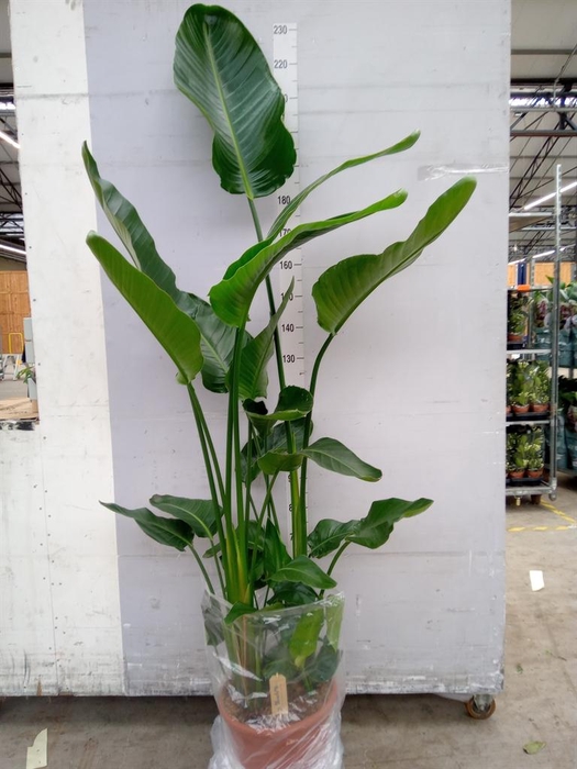<h4>Strelitzia nicolai</h4>