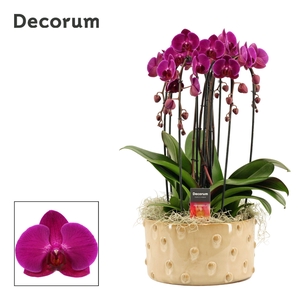 Belle cascade 6 tak symphony purple (Deco-collection)