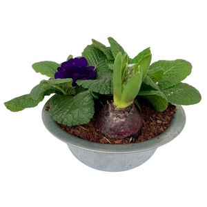 Primula zinken schaal hyacint 311