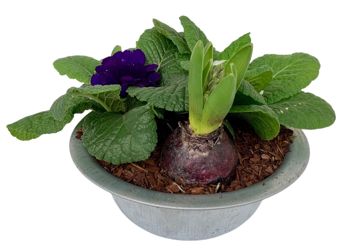<h4>Primula zinken schaal hyacint 311</h4>