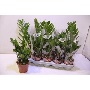 arr8 Zamio Zamiifolia