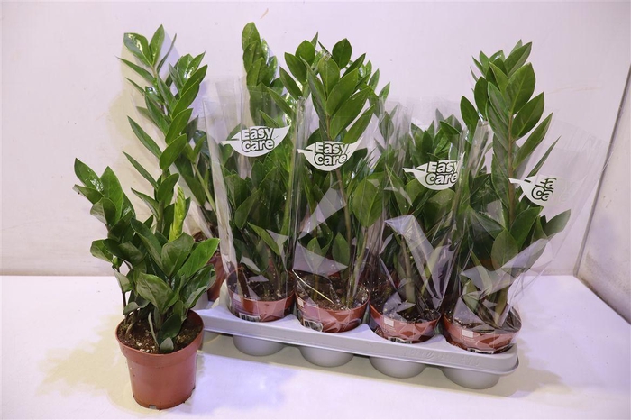 <h4>arr8 Zamio Zamiifolia</h4>