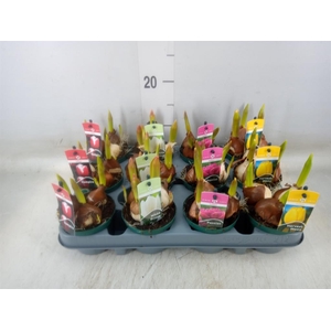 Tulipa   ...mix 4