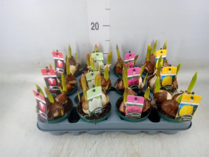 <h4>Tulipa ...mix 4</h4>